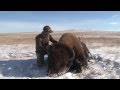Bowhunt for Giant Buffalo (Warrior - Film) Buffalo Hunt