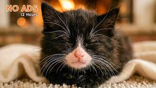 12 Hours of Calming Cat Music 🐱 Soft Sounds for Sleep & Relaxation. screenshot 2