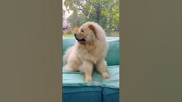 Teddy’s transformation 🥺 #dog #shorts #fyp #chowchow