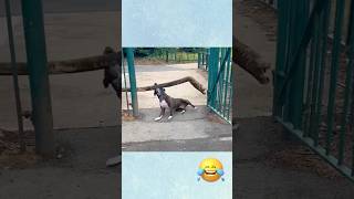 Download Lagu Phillies land All-Star closer Jhoan Duran ahead of MLB trade deadline 👀🔥 #JhoanDuran MP3