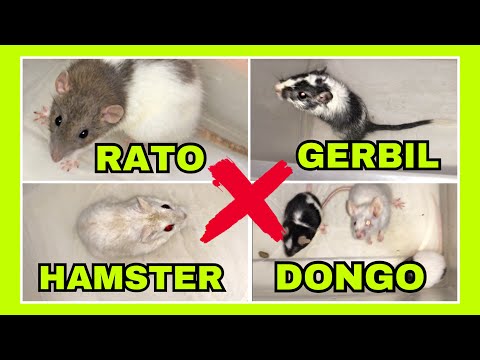 Vídeo: Diferença Entre Camundongos E Ratos