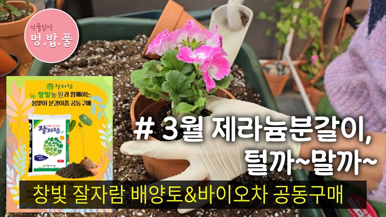 제라늄,3월 분갈이#뿌리털까말까 #잘자람상토공동구매  #3월뎅강 #geranium #pelargonium #멍밥풀제라늄