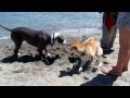 Mochi on the beach in Seattle