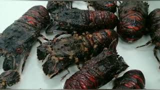 Venta de marisco en la lonja de Burela