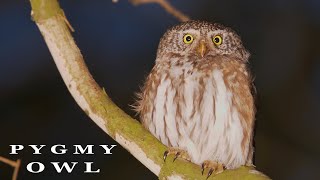 Bird sounds. Pygmy owl singing in the night