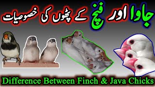 Difference between Finch And Java Chicks | Java Birds Egg Hatching Time Period | Java Breeding Tips.