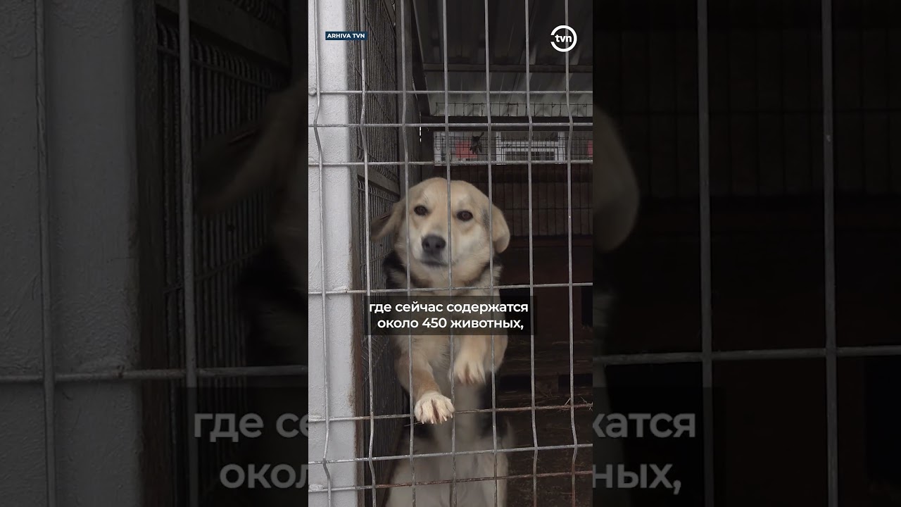 СТЕРИЛИЗАЦИЮ СОБАК ПРИОСТАНОВИЛИ