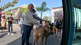 Cash 2.0 Great Dane at The Grove and Farmers Market in Los Angeles 53