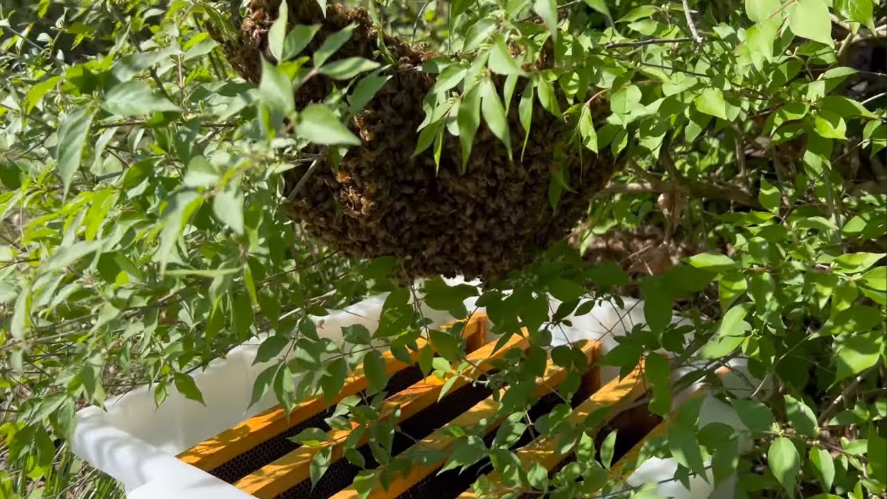 Транспортировка роев с помощью универсального Hive Butler!