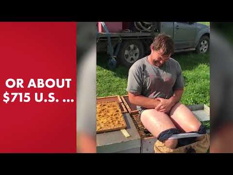 Man wins bet by sitting on a beehive without pants