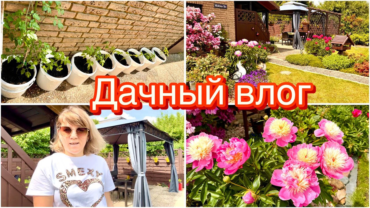 Сажаю помидоры в вёдра / купила ворону и опилки / шикарные пионы / На даче