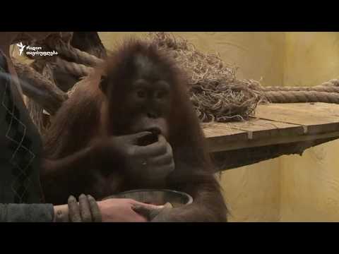 როგორ წვალობენ პანდემიის გამო კიევის ზოოპარკის ბინადრები