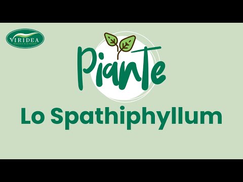 Video: Spathiphyllum E Anthurium: Felicità Per Donne E Uomini