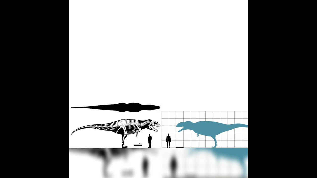 Giganotosaurus And Mapusaurus Size Comparison
