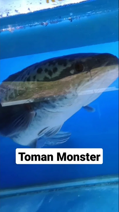 Penampakkan toman monster di dalam aquarium #toman #gabus #shorts