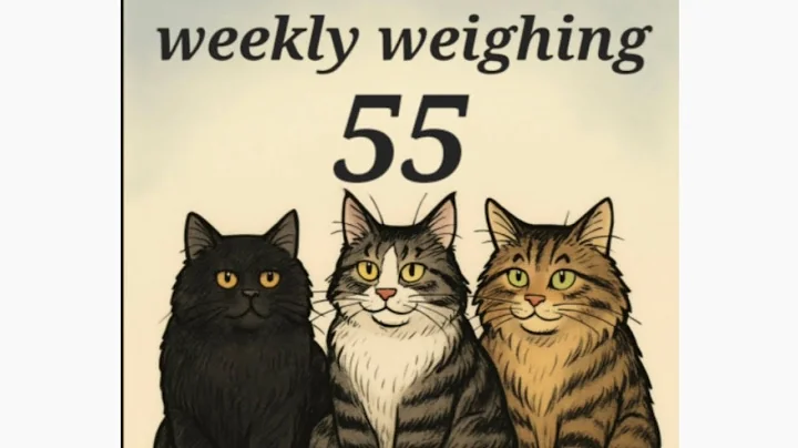 Watch the video about Weekly weighing № 55 - weighing my 3 cute cats #mainecoon #norwegianforestcat #britishlonghair
