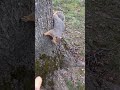 Squirrel loves peanuts #nature #wildlife #squirrel