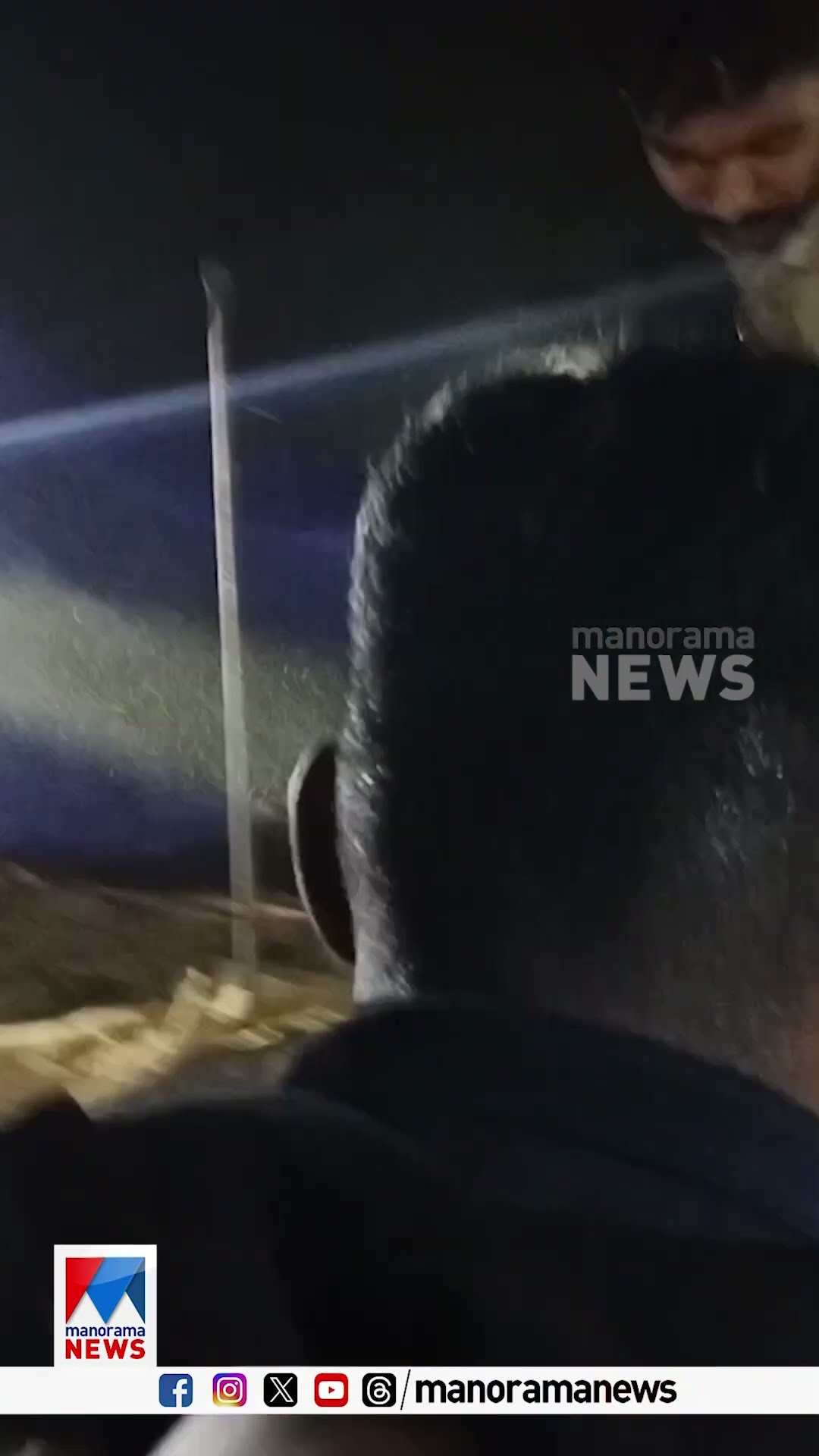 പാലക്കാട് പൂച്ചയെ പിടിക്കാന്‍ ചാടുന്നതിനിടെ കിണറ്റില്‍ വീണ പുലിയെ രക്ഷപ്പെടുത്തി | Leopard