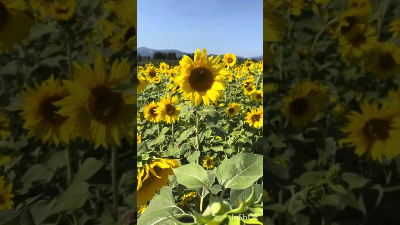 Sunflower Garden 