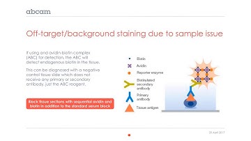 IHC: Troubleshooting (off target/background staining)