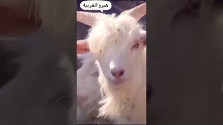 شوف جمال الماعز وعيونها الحلوه Succes Male goats - Inspiration