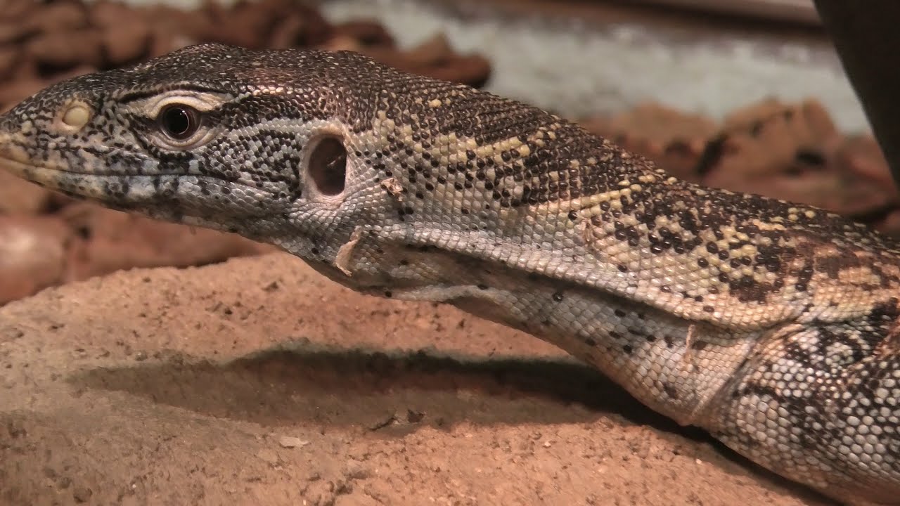 トカゲ Nile monitor (TENNOJI ZOO, Osaka, Japan) December 23, 2020 - YouTube