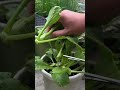 memanen sayur sawi sendok pakcoy hijau segar dari tanaman pot plastik kecil dengan memotong batang