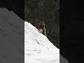 残雪の上のエゾリスさん