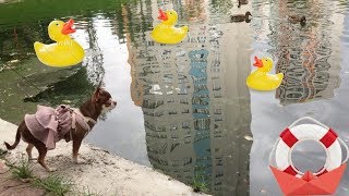 Чихуахуа Фондю охотится. Маленькая собака впервые увидела много воды и уток