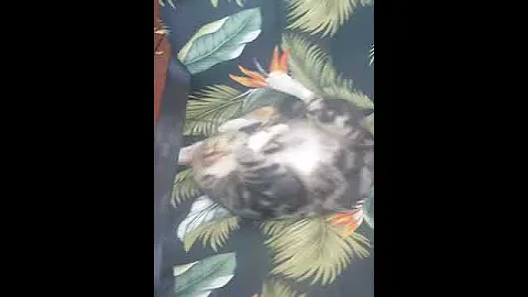 Buddy the manx