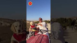 RAFET EL ROMAN, DOĞAL BİR ŞEKİLDE KÖYÜNDE TRAKTÖR KULLANIRKEN YANINDA DA CAN DOSTU KÖPEĞİDE VARDI.