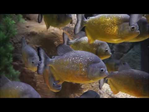 Видео: Odysea Aquarium Scottsdale: советы, билеты, расположение