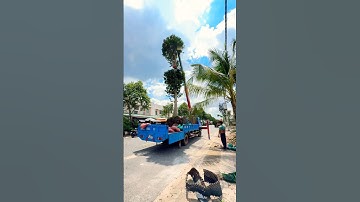 Bằng Lăng Tím Thái Chỉ Với 20Tr Cây #banglangtim #caybanglangtim #hoabanglang