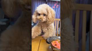 My dog begging for Teriyaki Chicken Tender Rice Bowl.