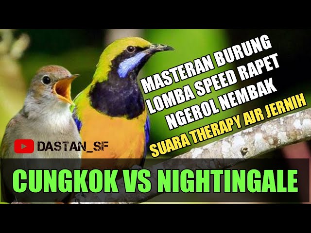 CUNGKOK VS SIKATAN LONDO NIGHTINGALE class=
