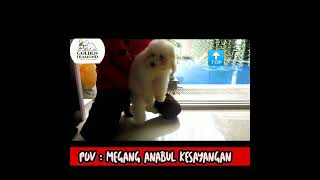 Download Lagu cara angkat anabul MP3