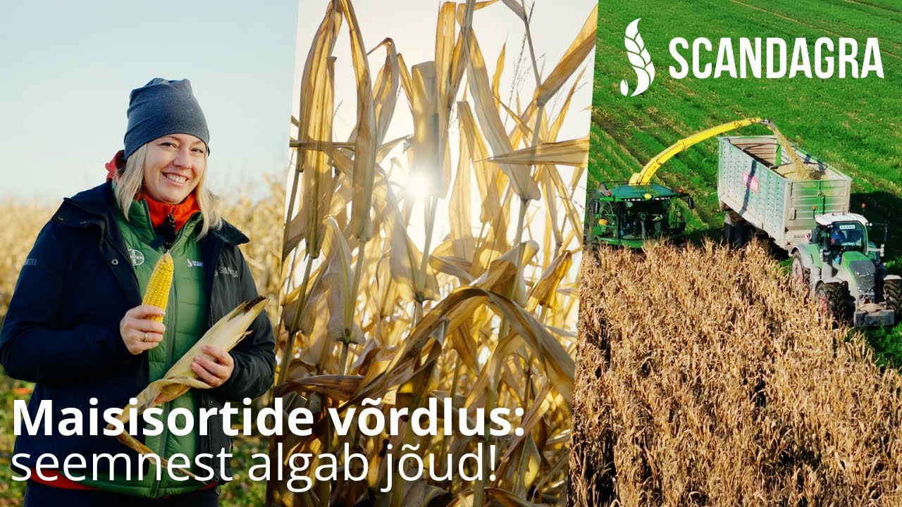 Maisisortide võrdlus: seemnest algab jõud!
