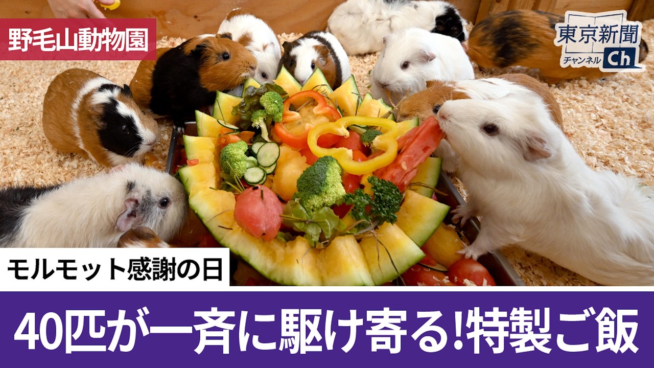 Guinea Pig Appreciation Day [Nogeyama Zoo] - YouTube