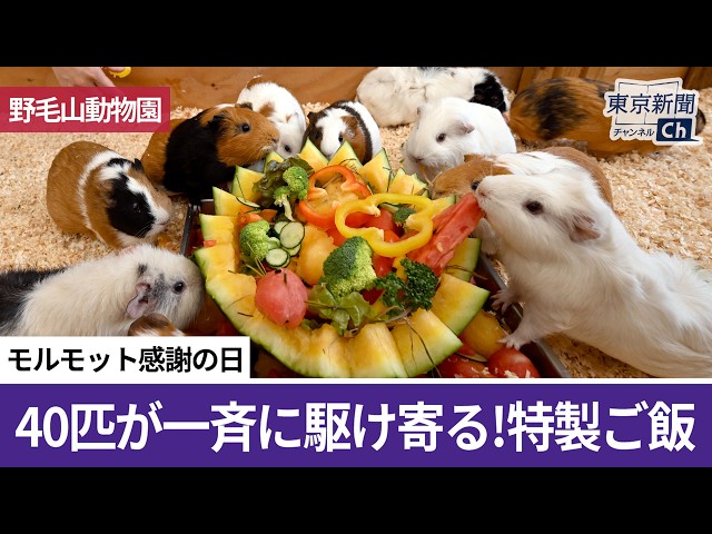 Guinea Pig Appreciation Day [Nogeyama Zoo] - YouTube
