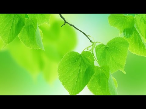 Почему листья зеленые?