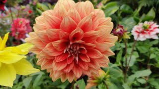 The right method to grow Dahlia cuttings at home &amp; here is the result⎪Short Videos