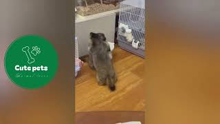 Baby Marmots Wrestling Match