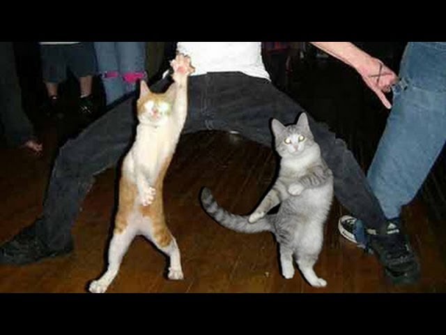 Funny dancing cats and dogs - Cute 