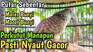 Perkutut Lokal yang gacor PASTI NYAUT, burung perkutut manapun RAMAI dengar suara kutut ini