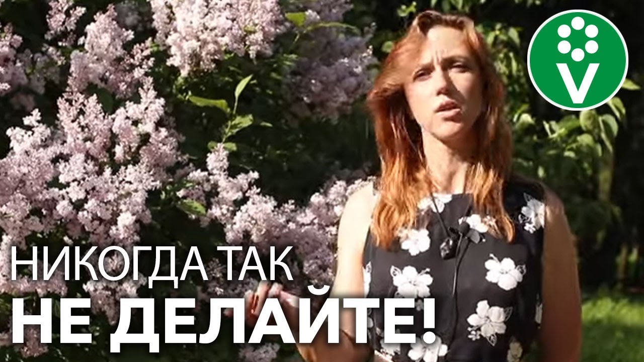 Смотреть видео