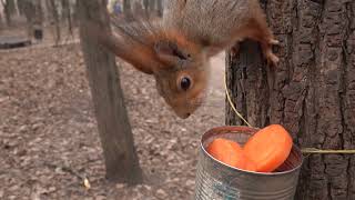 Незнакомая ручная белка / An unfamiliar tame squirrel