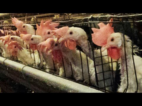 The global march of the chicken finger! How we’re battling farm animal confinement across the globe