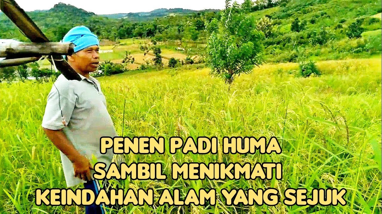 Pemandangan Alam Terindah Di Desa Saat Musim Panen Hidup Di Desa Lebih Indah Desa Ciwaru Youtube