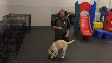 Introduction of and the Benefits of Clicker Training