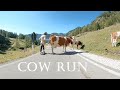 A Downhill Longboard short story: Cow Run